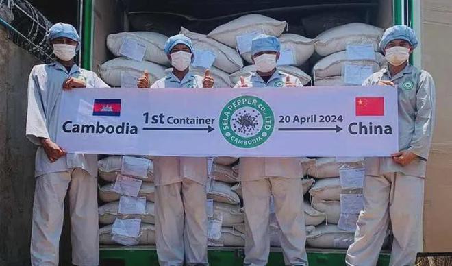 中国首迎柬埔寨黑胡椒整柜入库，乐陵调味品产业再迎新篇章